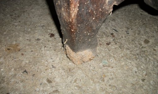 L'état du pied "escargot"indique qu'il y aura de la sculpture à effectuer aprés une bonne greffe...                          restaurateur de meubles à Gaillac.